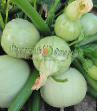Le zucchine  Kruglyjj belyjj la cultivar foto