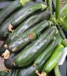 Le zucchine  Fermer Stargrin F1 la cultivar foto