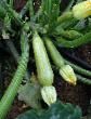 Courgettes varieties Scilli F1 Photo and characteristics