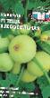 Calabacines variedades Teshha Khlebosolnaya F1  Foto y características