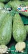 Zucchini sorter Udacha Fil och egenskaper