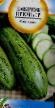 Courgettes varieties Premer  Photo and characteristics