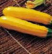 Le zucchine  Meri Gold F1  la cultivar foto