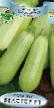 Courgettes varieties Belogor F1  Photo and characteristics