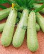 Le zucchine  Nevira F1 la cultivar foto