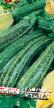Courgettes varieties Udalec Photo and characteristics