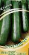 Courgettes varieties Mavr Photo and characteristics