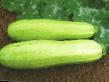 Courgettes varieties Salman F1 Photo and characteristics