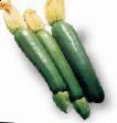 Courgettes varieties Partenon F1 Photo and characteristics
