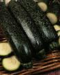 Le zucchine le sorte Zavtrak neftyannika foto e caratteristiche