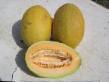 Melon varieties Alisa F1 Photo and characteristics