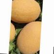 un melon les espèces Monarkh F1 Photo et les caractéristiques