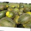 un melon  Don Kikhot F1 l'espèce Photo