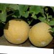 Melon gatunki Simbol F1 zdjęcie i charakterystyka