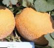 Melone Sorten Manuehla (Nevo) F1 Foto und Merkmale