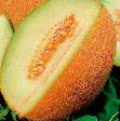 un melon  Golpri F1 l'espèce Photo