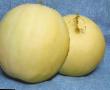 Melon  Severnaya zvezda F1 gatunek zdjęcie
