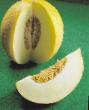 Melon varieties Zolushka F1 Photo and characteristics