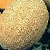 un melon  Dzhoker F1 l'espèce Photo