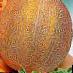 un melon  Skorospelka l'espèce Photo