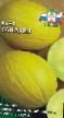 un melon les espèces Kanariya Photo et les caractéristiques