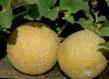un melon les espèces Trejjsi F1 Photo et les caractéristiques