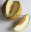 Melona sort Galiya fotografija in značilnosti