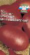 Црни лук разреди (сорте) Красный Брауншвейгский фотографија и карактеристике