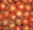 Onion varieties Arenal F1 Photo and characteristics