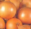 Cebolla variedades Nerato F1  Foto y características