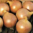 Onion varieties Karlos F1 Photo and characteristics