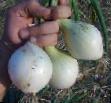 Onion varieties Neman Photo and characteristics