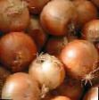 Onion varieties Safran F1 Photo and characteristics