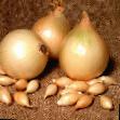 Onion varieties Setton Photo and characteristics