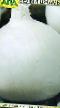 Кромид Лук сортове Белый Джамбо снимка и характеристики