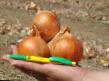 Onion varieties Kalado F1 Photo and characteristics