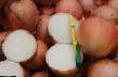 Onion varieties Meranto F1 Photo and characteristics