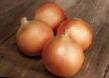 Onion varieties Ovehjjshn F1 Photo and characteristics