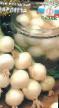 Κρεμμύδια ποικιλίες Barletta φωτογραφία και χαρακτηριστικά