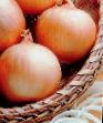 Onion varieties Bluster F1 Photo and characteristics