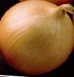 Onion varieties Bennito F1  Photo and characteristics