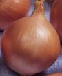 Onion varieties Narvito F1  Photo and characteristics