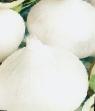 La cipolla  Serebryannyjj  la cultivar foto