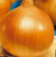 Onion varieties Globo Photo and characteristics