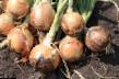 Onion varieties Kassiopeya F1 Photo and characteristics