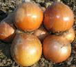 Onion varieties Khelenas F1 Photo and characteristics