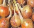 Onion varieties Volf F1  Photo and characteristics