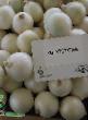 Onion  Glehdstoun  grade Photo