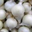 Onion varieties Stardast  Photo and characteristics