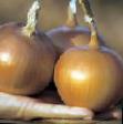 Onion varieties Korona F1 Photo and characteristics